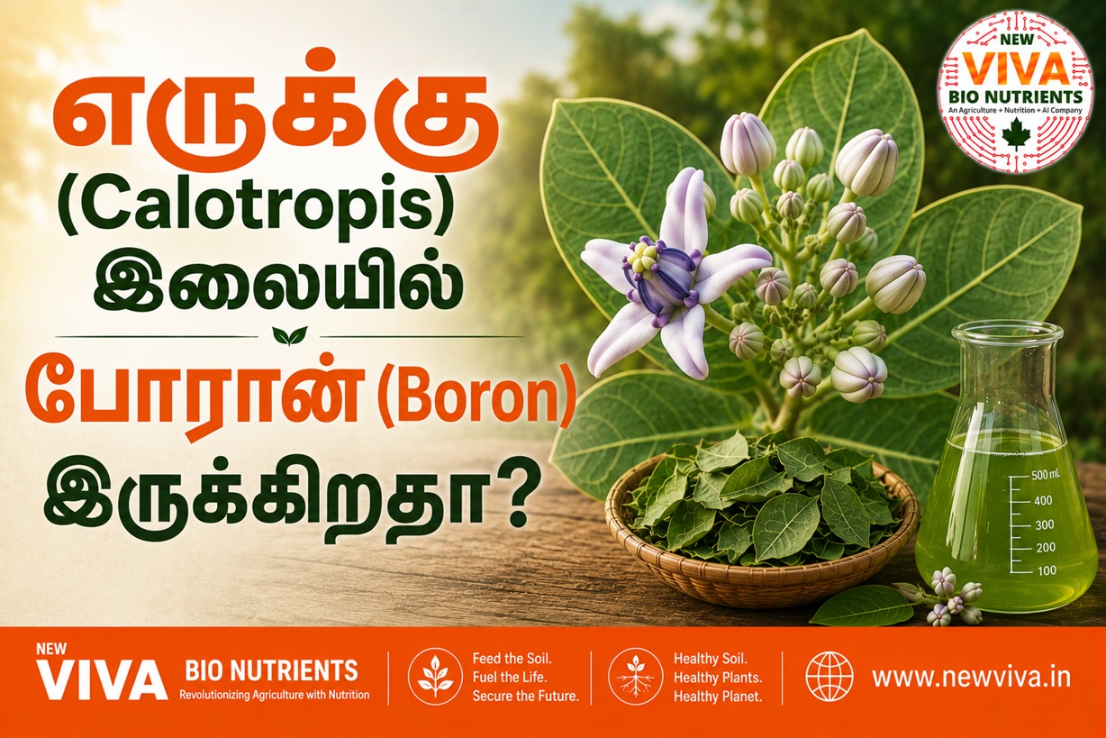 VV-033: Does Erukku (Calotropis) leaf really provide Boron nutrition to plants? The scientific truth behind the Natural farming claim
